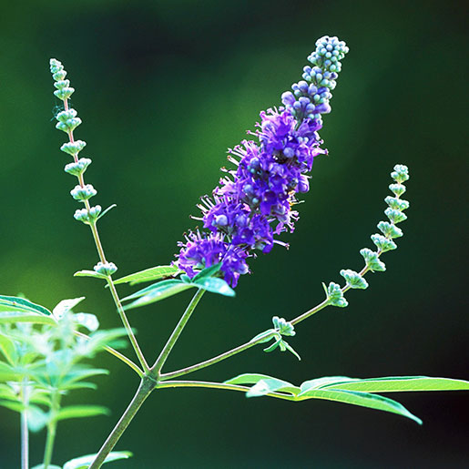 Chaste Tree Berry - A key ingredient in PMS supplements